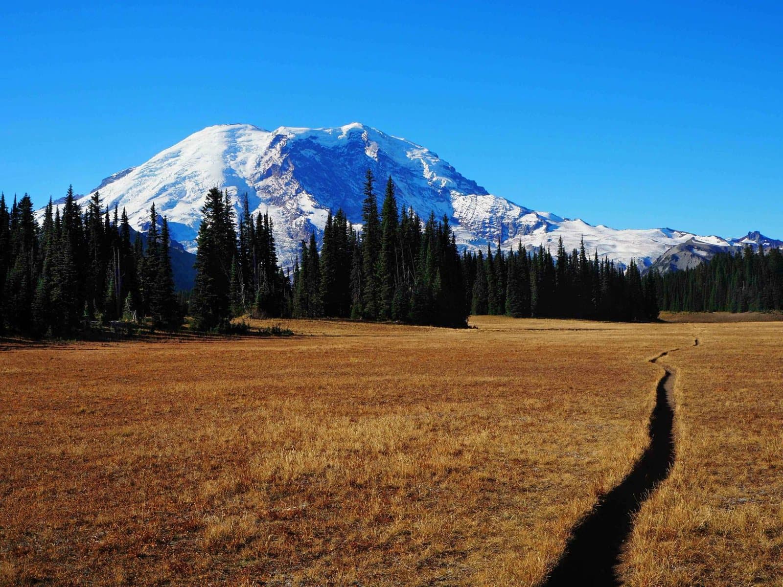 A narrow trail winding across a golden autumn meadow toward Mount Rainier and its glaciers